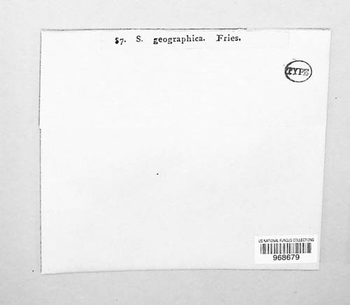 Sphaeria geographica image
